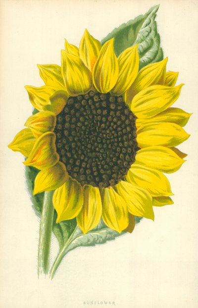 Sunflower by Frederick Edward Hulme