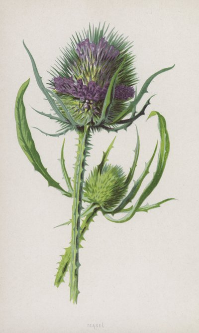 Teasel by Frederick Edward Hulme