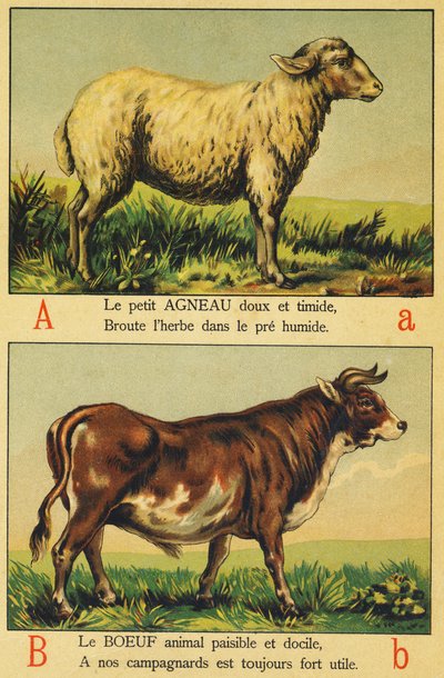 A as Lamb and B as Beef by French School