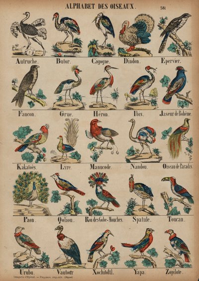 A to Z of Birds by French School