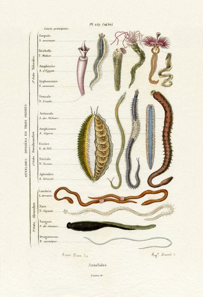Annelids by French School