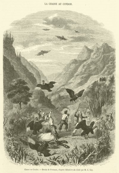 Condor Hunt by French School