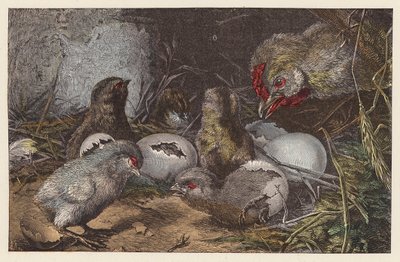 Chicks Hatching by French School