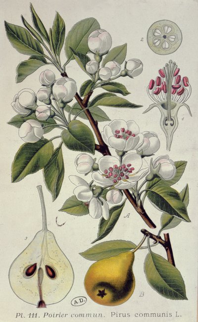 Common Pear by French School