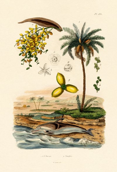 Date Palm by French School