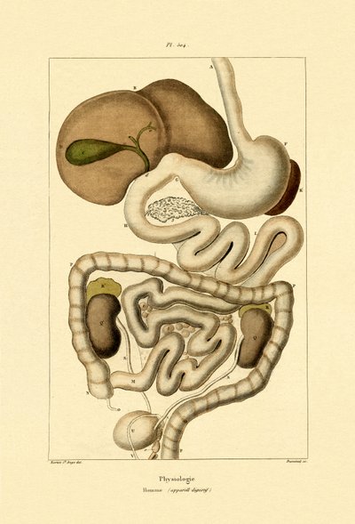 Digestive System by French School