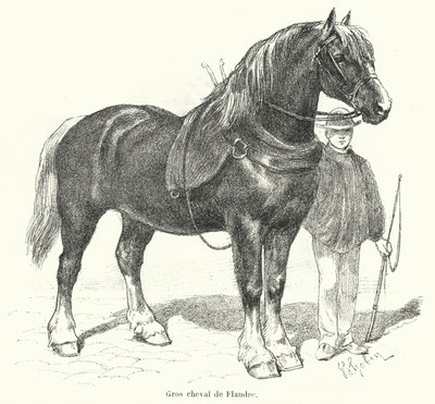 Flemish heavy horse by French School