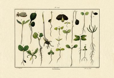 Germination by French School