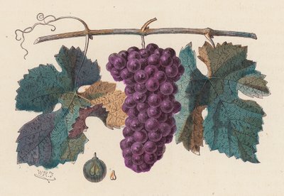 Grape vine by French School