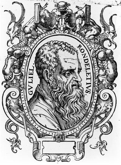 Guillaume Rondelet by French School