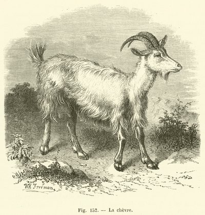 The Goat by French School