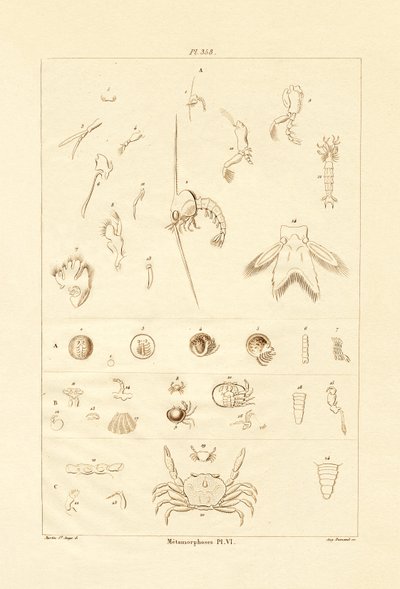 Metamorphosis by French School