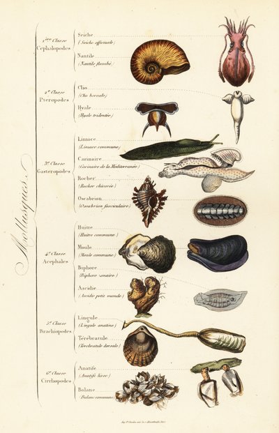 Orders of Molluscs by French School