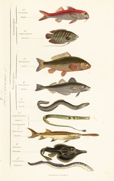 Orders of Fish by French School