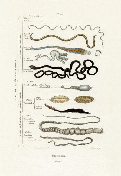 Parasites by French School