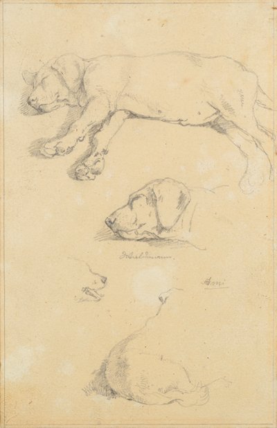 Dog Studies: Waldmann and Ami by Friedrich August Mathias Gauermann