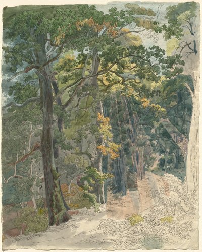 Rays of Sunlight Striking a Woodland Path by Friedrich Salathé