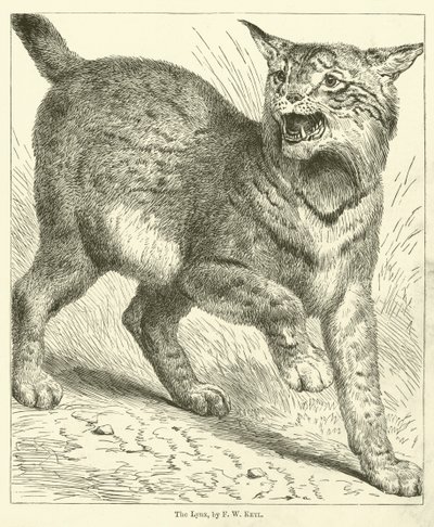 The Lynx by Friedrich Wilhelm Keyl