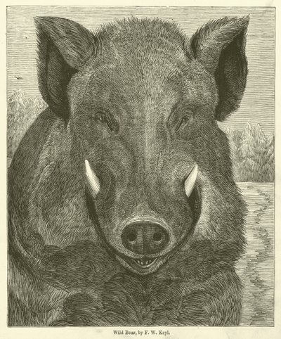 Wild Boar by Friedrich Wilhelm Keyl