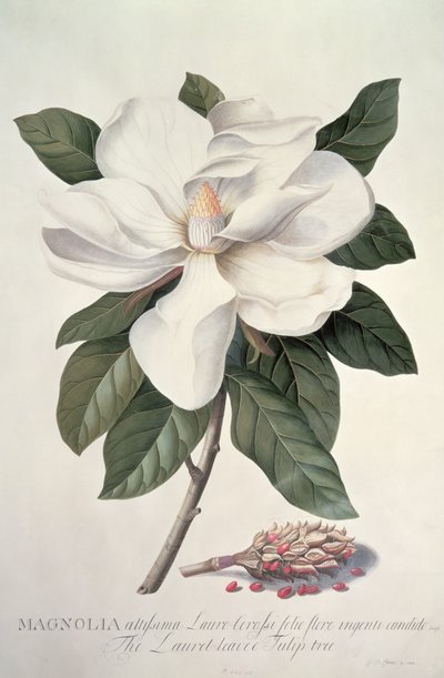 Magnolia by Georg Dionysius Ehret