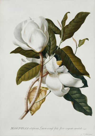 Magnolia by Georg Dionysius Ehret