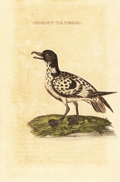 Cape Petrel by George (after) Edwards