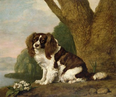 Fanny, a Brown and White Spaniel by George Stubbs