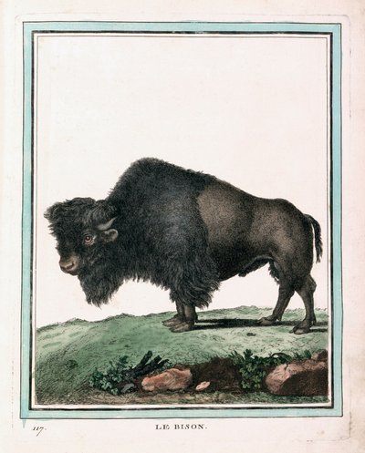 Antique Print of American Buffalo by Georges Louis Leclerc