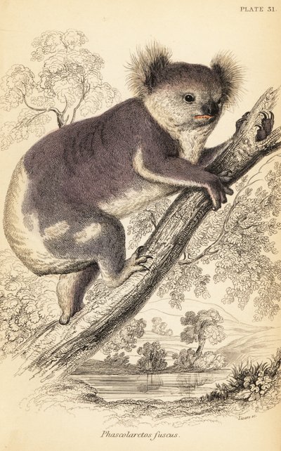 Koala, Phascolarctos Cinereus by Georges Robert Waterhouse