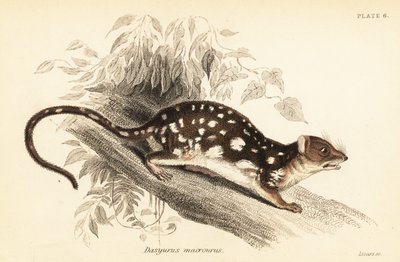 Tiger Quoll, Dasyurus maculatus (engraving) by Georges Robert Waterhouse