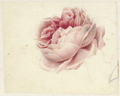 Red Rose by Georgius Jacobus Johannes van Os