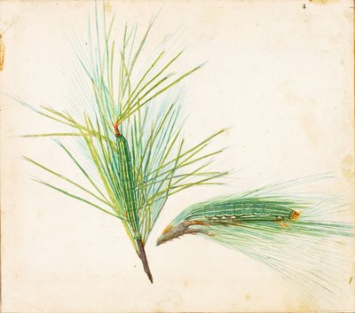 Pine-Tuft Caterpillar by Gerald H. Thayer