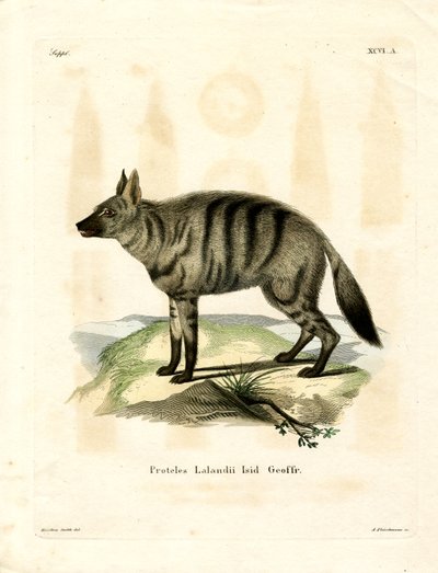 Aardwolf by German School