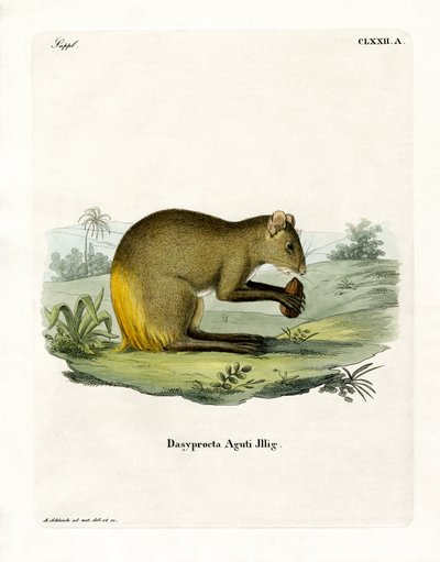 Agouti by German School