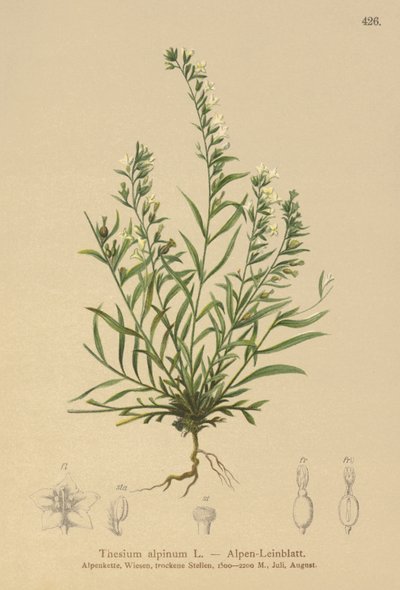 Alpine Bastard Toadflax by German School