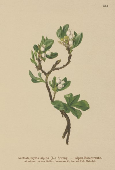 Alpine Bearberry by German School