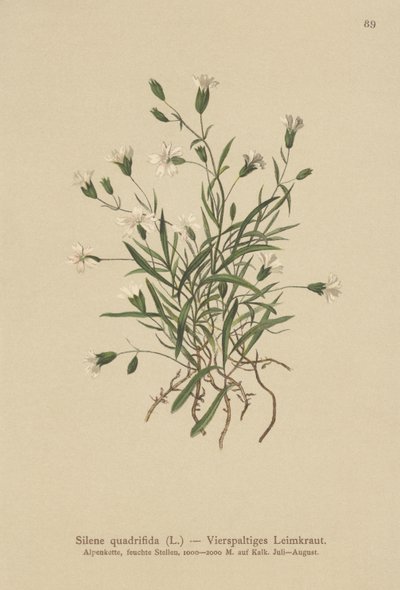 Alpine Campion by German School