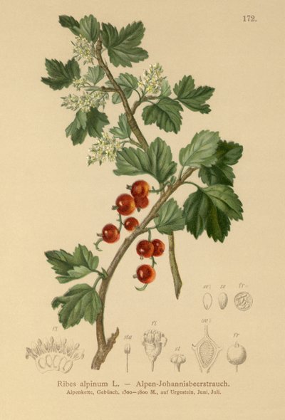 Alpine Currant by German School