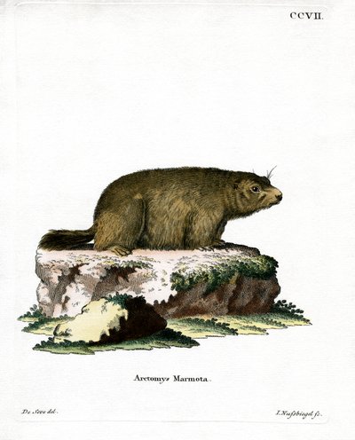 Alpine Marmot by German School