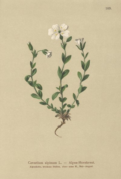 Alpine Mouse-ear by German School
