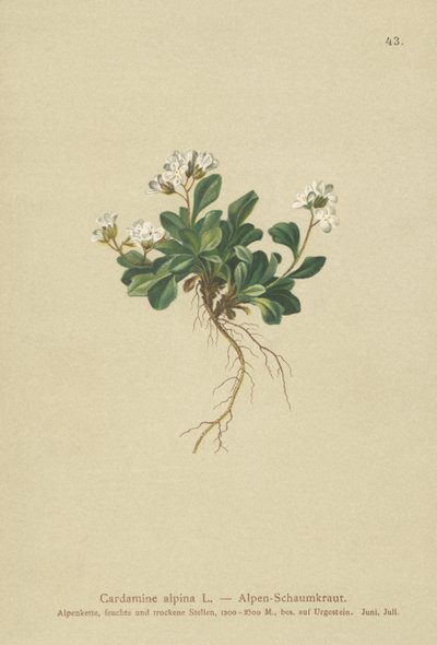 Alpine Northern-rockcress by German School