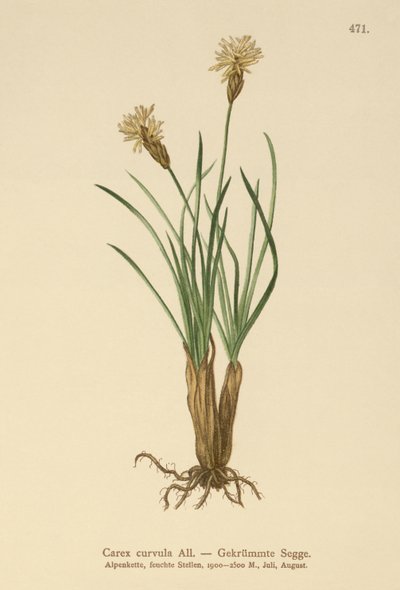 Alpine Sedge by German School