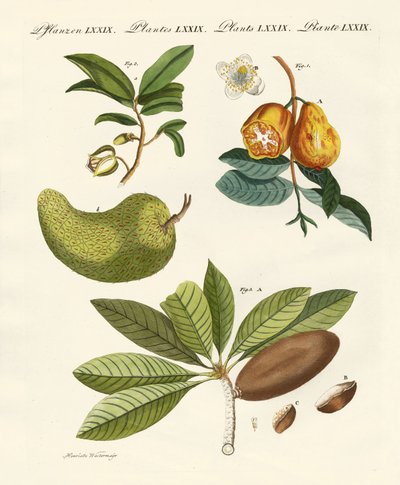 American Fruits by German School