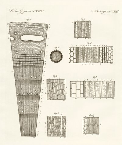 Anatomy of Wood by German School