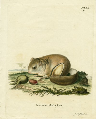 Australian Pygmy Flying Phalanger by German School