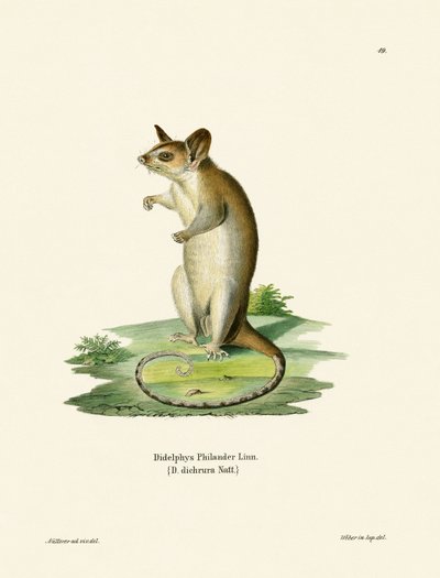 Bare-tailed Woolly Opossum by German School