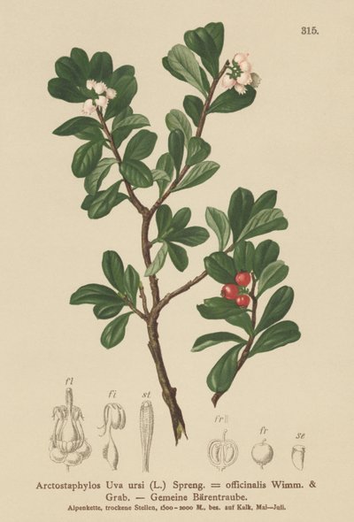 Bearberry by German School