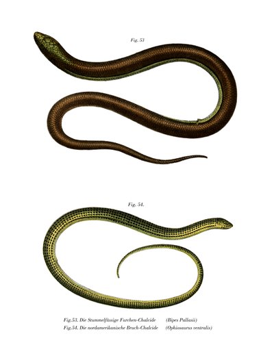 Bipes Pallasii by German School