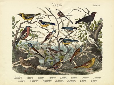 Birds, c.1860 by German School