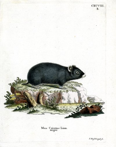 Black Hamster by German School